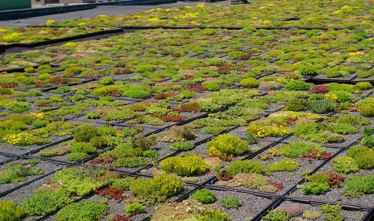 Administration Building green roof at the University of Maryland Baltimore County